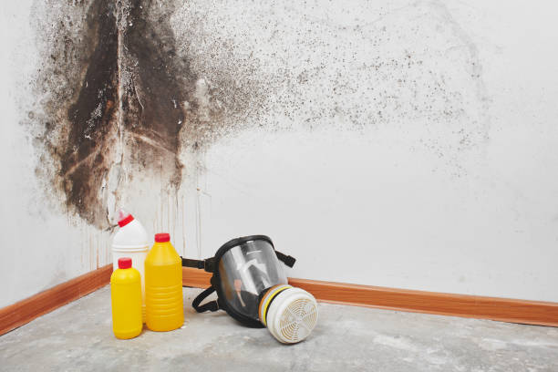 Best Black Mold Removal  in Ligh, NE