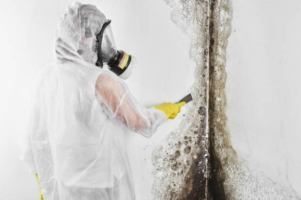 Professional Mold Removal in Neligh, NE