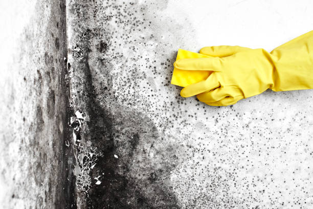 Best Residential Mold Removal  in Ligh, NE