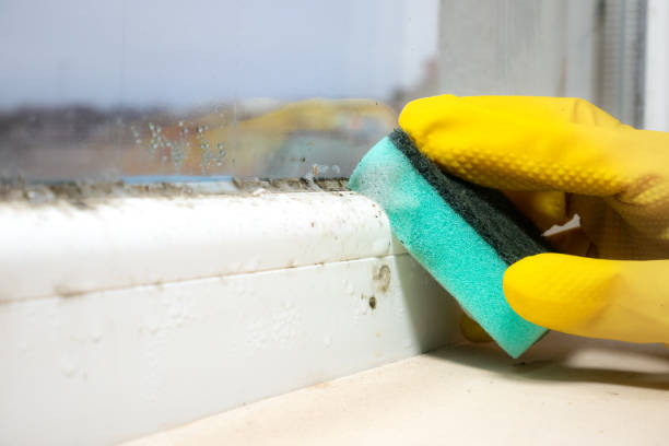 Best Mold Testing  in Ligh, NE