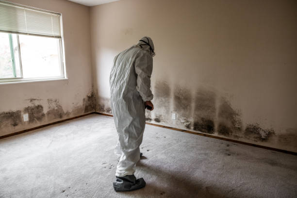 Mold Testing and Removal in Neligh, NE