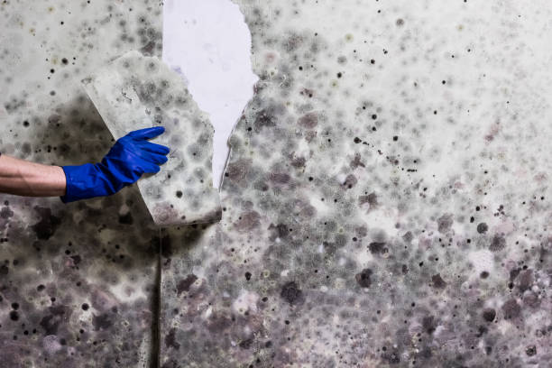 Best Professional Mold Removal  in Ligh, NE